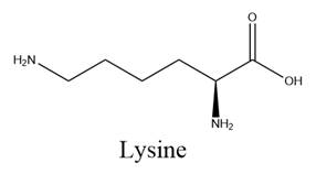 A structure of lysine

AI-generated content may be incorrect.