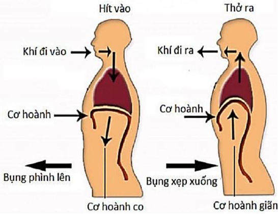 Trong quá trình hít vào, cơ hoành và cơ liên sườn của một người co lại, mở rộng khoang ngực và hạ thấp áp suất không khí bên trong xuống dưới môi trường xung quanh để không khí đi vào qua miệng và mũi đến phổi.  (ảnh 1)