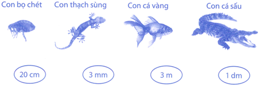 a) Nối mỗi hình ảnh con vật với chiều dài cơ thể tương ứng:   b) Tìm hiểu thông tin rồi nối mỗi hình ảnh với chiều dài thực tế: (ảnh 1)