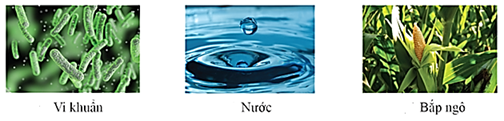 Cho các vật thể sau:   Trong các phát biểu sau, phát biểu nào đúng, phát biểu nào sai? a. Vi khuẩn, nước, bắp ngô đều là vật thể tự nhiên. b. Nước là vật sống. c. Có 2 vật sống có trong hình. d. Vi khuẩn là vật sống. (ảnh 1)