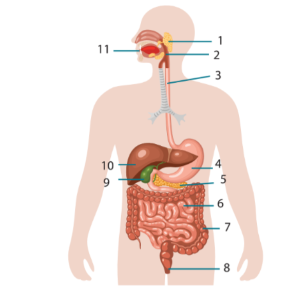Quan sát hình ảnh mô tả cấu tạo hệ tiêu hóa ở người và cho biết mỗi phát biểu sau là đúng hay sai. (ảnh 1)