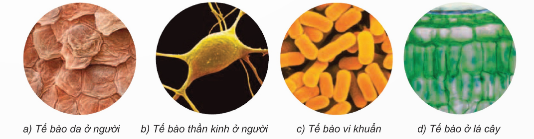 Trong các phát biểu sau, phát biểu nào đúng, phát biểu nào sai? (ảnh 1)