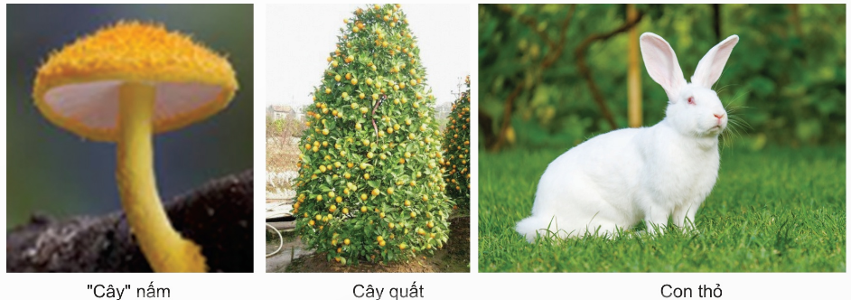 Trong các phát biểu sau, phát biểu nào đúng, phát biểu nào sai? (ảnh 1)