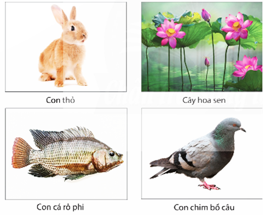 Trong các phát biểu sau, phát biểu nào đúng, phát biểu nào sai? (ảnh 1)