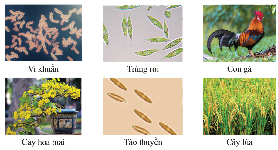 Trong các phát biểu sau, phát biểu nào đúng, phát biểu nào sai? (ảnh 1)