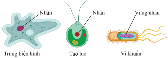 Trong các phát biểu sau, phát biểu nào đúng, phát biểu nào sai? (ảnh 1)