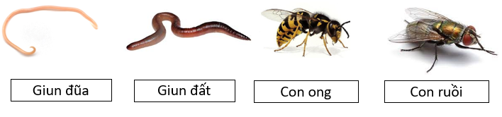 Trong các phát biểu sau, phát biểu nào đúng, phát biểu nào sai? (ảnh 1)