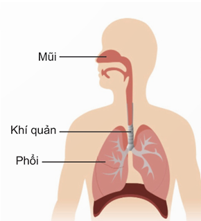 Trong các phát biểu sau, phát biểu nào đúng, phát biểu nào sai? (ảnh 1)
