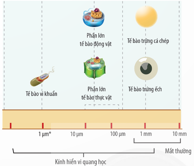 Trong các phát biểu sau, phát biểu nào đúng, phát biểu nào sai? (ảnh 1)