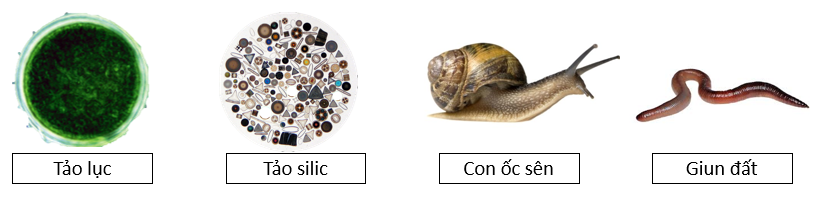 Trong các phát biểu sau, phát biểu nào đúng, phát biểu nào sai? (ảnh 1)