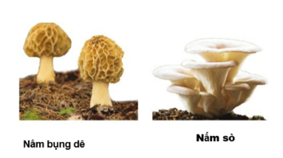 Trong các phát biểu sau về nấm, phát biểu nào đúng, phát biểu nào sai? (ảnh 1)