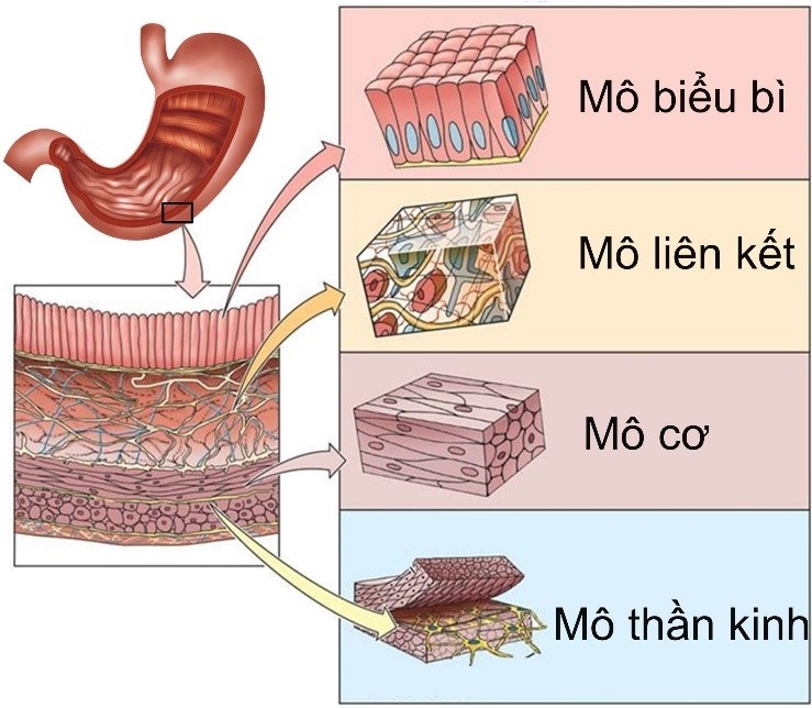 Trong các phát biểu sau, phát biểu nào đúng, phát biểu nào sai? (ảnh 2)