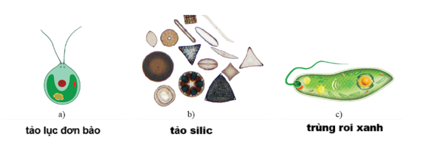 Trong các phát biểu sau, phát biểu nào đúng, phát biểu nào sai? (ảnh 1)