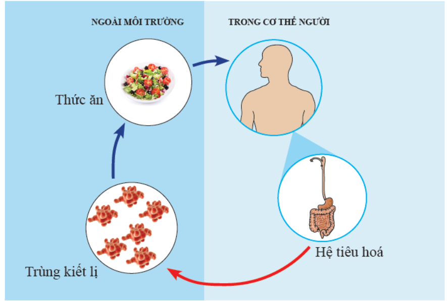 Trong các phát biểu sau, phát biểu nào đúng, phát biểu nào sai? (ảnh 1)