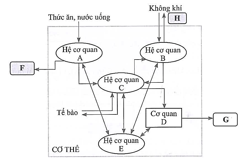 Hãy cho biết tên những cơ quan và hệ cơ quan tương ứng với các chữ cái từ A đến E trong hình. Giải thích. (ảnh 1)