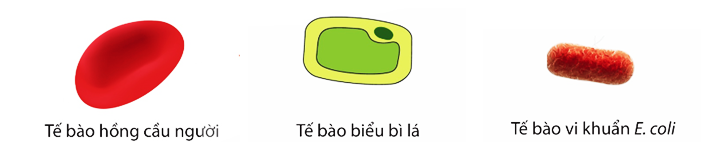 Trong các phát biểu sau, phát biểu nào đúng, phát biểu nào sai? (ảnh 1)