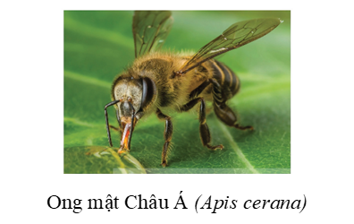 Trong các phát biểu sau, phát biểu nào đúng, phát biểu nào sai? (ảnh 1)