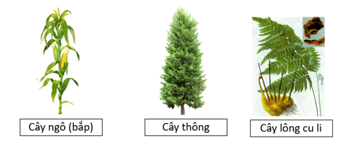 Trong các phát biểu sau, phát biểu nào đúng, phát biểu nào sai? (ảnh 1)