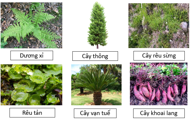 Trong các phát biểu sau, phát biểu nào đúng, phát biểu nào sai? (ảnh 1)