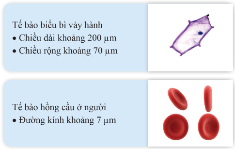 Trong các phát biểu sau, phát biểu nào đúng, phát biểu nào sai? (ảnh 1)