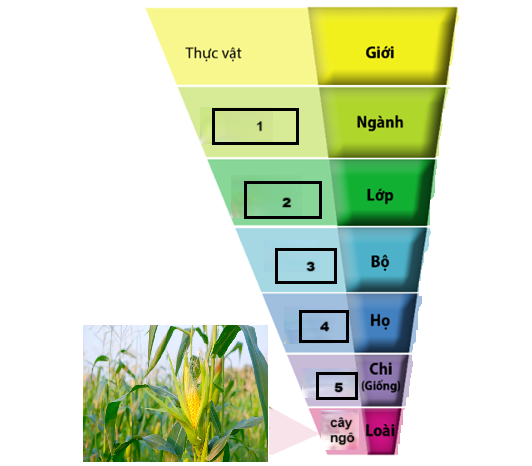Biết các thông tin bị khuyết không theo thứ tự là: Một lá mầm, Thực vật hạt kín, Hòa thảo, Cỏ ngô. Trong các phát biểu sau, phát biểu nào đúng, phát biểu nào sai? (ảnh 1)