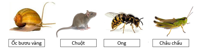 Trong các phát biểu sau, phát biểu nào đúng, phát biểu nào sai? (ảnh 1)