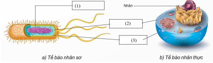 Trong các phát biểu sau, biểu nào đúng, phát biểu nào sai? (ảnh 1)