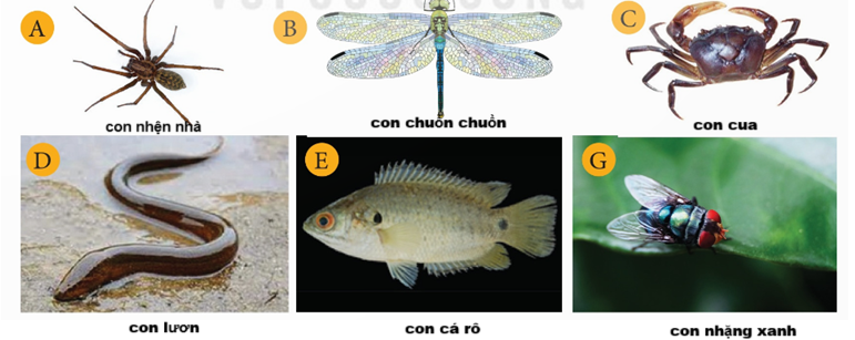 Trong các phát biểu sau, phát biểu nào đúng, phát biểu nào sai? (ảnh 1)