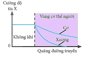 Tia (X) là 1 loại sóng điện từ được sử dụng trong y học để quan sát các bộ phận bên trong cơ thể, khi đi xuyên qua cơ thể bị xư (ảnh 1)