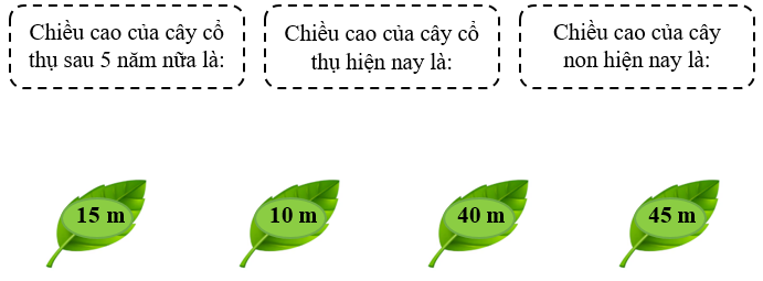 Nối. Hiện nay, cây cổ thụ cao hơn cây non 30 mét. Sau 5 năm nữa, chiều cao của cây non bằng 1/3 chiều cao của cây cổ thụ (ảnh 2)