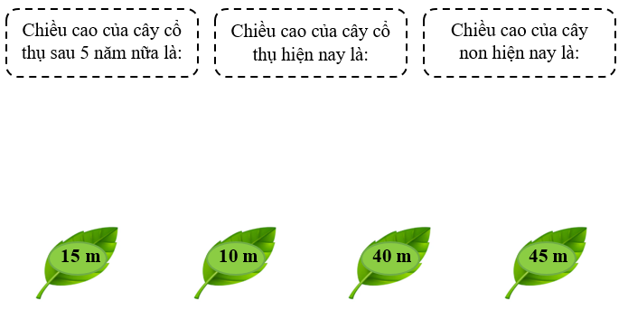 Nối. Hiện nay, cây cổ thụ cao hơn cây non 30 mét. Sau 5 năm nữa, chiều cao của cây non bằng 1/3 chiều cao của cây cổ thụ (ảnh 1)
