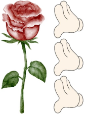 Cây hoa hồng cao khoảng: (ảnh 1)