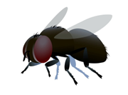 It’s an insect. (ảnh 3)