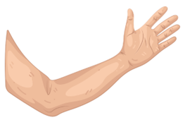 Choose the picture that begins with the letter L.
   (ảnh 3)