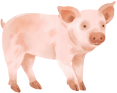 Read and choose the correct picture.
- What’s that?
- It’s a pig.
   (ảnh 3)