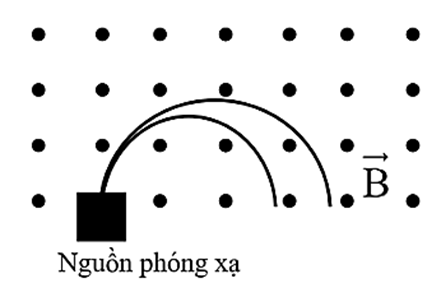 Một nguồn phóng xạ, phát ra hai tia phóng xạ (có thể là hai trong bốn tia α, γ, β+ hoặc β-). Các tia phóng xạ này bay vào một từ trường đều, vết của quỹ đạo được mô tả bằng những đường nét liền như hình vẽ. Hai tia phóng xạ này là (ảnh 1)