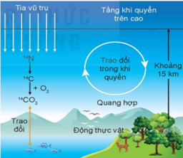 Năm 1947, Willard Frank Libby đã tìm ra phương pháp xác định niên đại của các cổ vật dựa vào đặc tính của đồng vị phóng xạ ${}^{14}\mathrm{C}$. (ảnh 1)