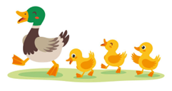 There are four ducks. (ảnh 3)