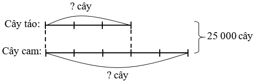 Trong một khu vườn, có tổng cộng 25 000 cây gồm cây táo và cây cam. Số cây táo bằng 3/5 số cây cam (ảnh 1)