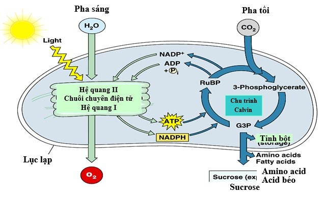 Hình ảnh sau đây mô tả tóm tắt quá trình quang hợp:     Mỗi nhận định sau đây là Đúng hay Sai về quá trình này? (ảnh 1)