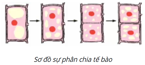 Tế bào lớn lên đến một kích thước nhất định thì phân chia. Quá trình đó diễn ra như sau: Đầu tiên từ 1 nhân thành 2 nhân tách xa nhau. Sau đó chất tế bào được phân chia, xuất hiện một vách ngăn, ngăn đôi tế bào cũ thành 2 tế bào con (ảnh 1)