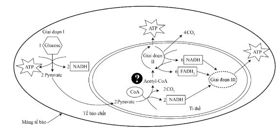 Hình dưới đây mô tả tóm tắt quá trình phân giải hiếu khí phân tử đường glucose trong tế bào nhân thực: Mỗi nhận định sau đây là Đúng hay Sai về quá trình này? (ảnh 1)