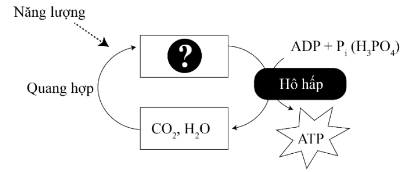 Quá trình hô hấp tế bào ở thực vật xảy ra có thể làm giảm số lượng và chất lượng của các loại lương thực sau một thời gian. Nguyên tắc của các biện pháp bảo quản lương thực là khống chế cho quá trình hô hấp tế bào ở mức tối thiểu. (ảnh 1)