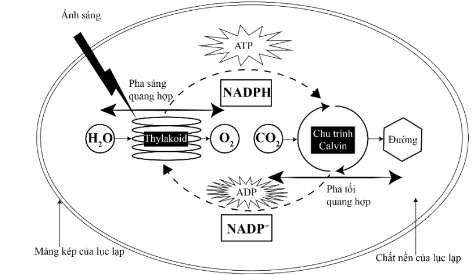 Hình dưới đây mô tả mối quan hệ giữa pha sáng và pha tối của quá trình quang hợp ở thực vật:     Mỗi nhận định sau đây là Đúng hay Sai về quá trình này? (ảnh 1)