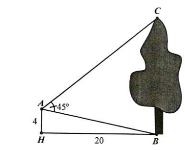 Từ vị trí A người ta quan sát một cây cao (hình vẽ). Biết AH = 4 m, HB = 20 m, \(\widehat {BAC} = 45^\circ \). Tính chiều cao của cây?   (ảnh 1)