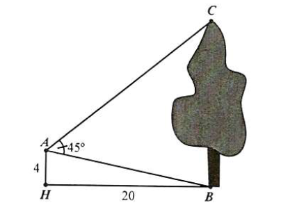 Từ vị trí A người ta quan sát một cây cao (hình vẽ). Biết AH = 4 m, HB = 20 m, \(\widehat {BAC} = 45^\circ \). Tính chiều cao của cây?   (ảnh 2)