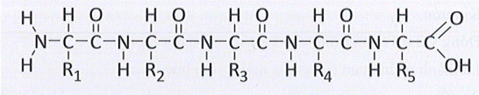 Cho peptide sau:     Mỗi nhận định sau đây là Đúng hay Sai? (ảnh 1)