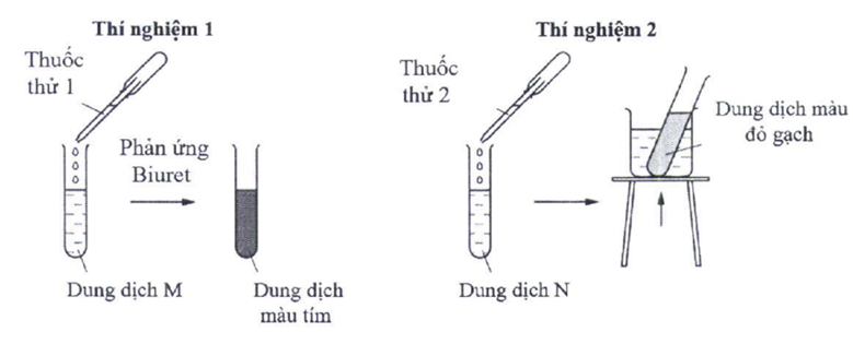 Các phân tử sinh học có thể được nhận biết bằng thí nghiệm với thuốc thử đặc trưng.  - Nhận biết sự có mặt của protein bằng phản ứng Biuret dựa trên tương tác của các liên kết peptide trong phân tử protein với ion Cu2+ tạo thành phức chất có màu tím. (ảnh 1)