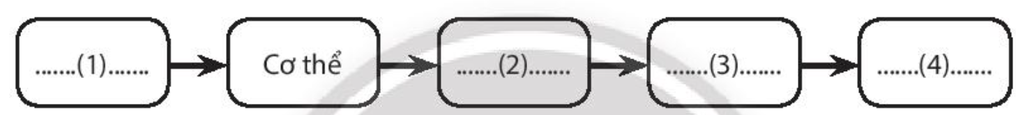 Hãy hoàn thành sơ đồ sau về thứ tự từ thấp đến cao của các cấp độ tổ chức sống. (ảnh 1)