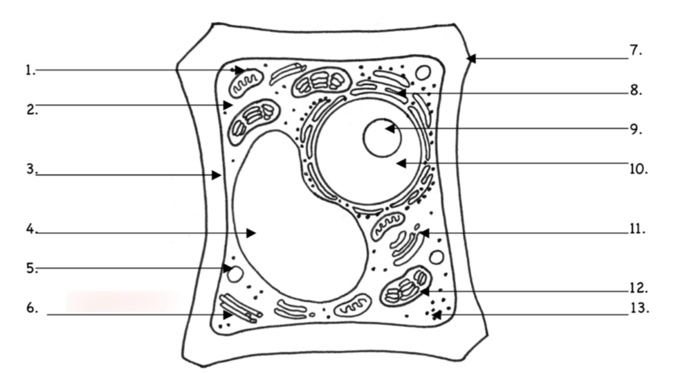 Hình ảnh sau dây mô tả cấu trúc của một tế bào thực vật: Mỗi nhận định sau đây là Đúng hay Sai? (ảnh 1)